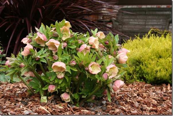 helleborus orientalis pruned