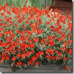 sunrose or helianthemum