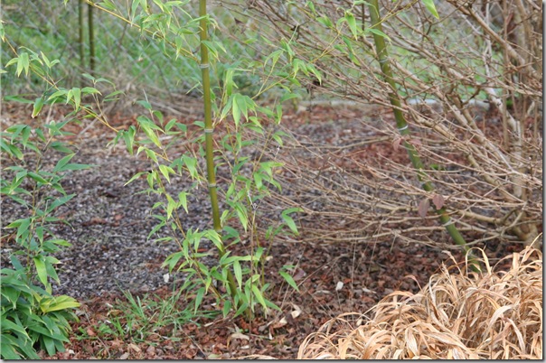 Bamboo, Bamboo Everywhere