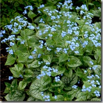 Brunners 'Jack Frost' flowers