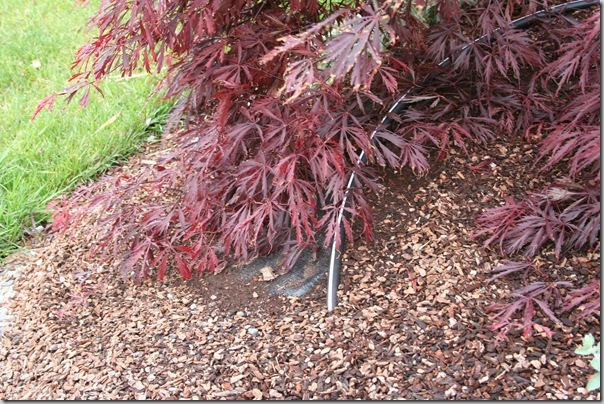 Weeping plants plus landscaping fabric plus irrigation tubing - ugh.