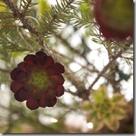 flora grubb succulent ornament