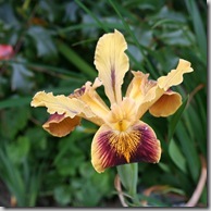 native iris