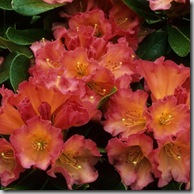rhododendron unique marmalade