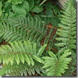 tassel fern northcoastgardening