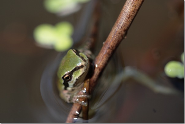 frogs invite contemplation