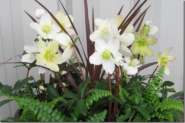 Hellebore Jacob from Skagit