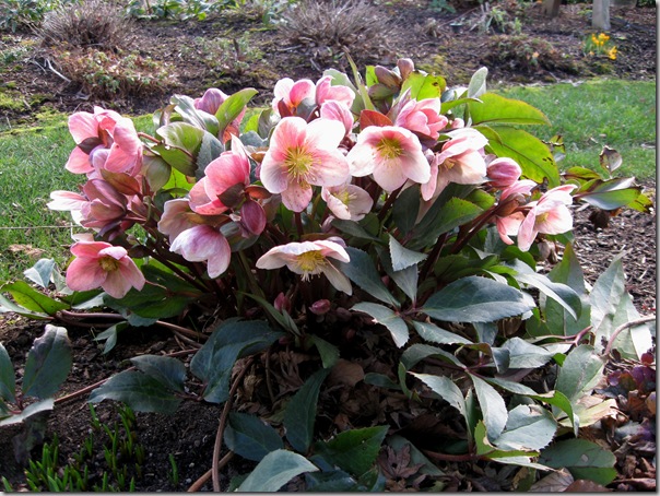 Hellebore Pink Frost from Skagit