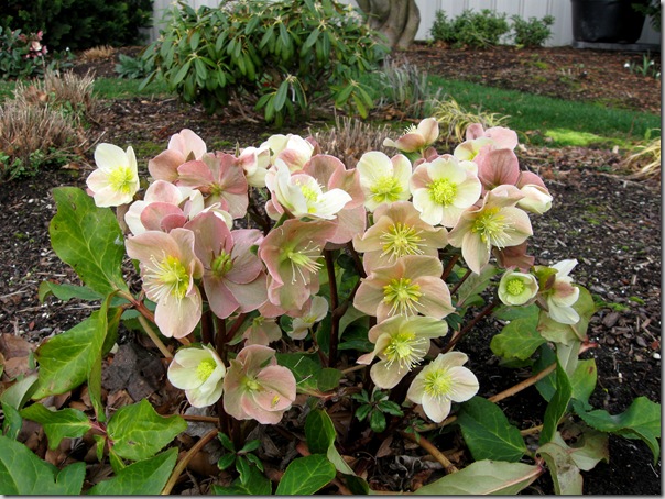 Helleborus Cinnamon Snow from Skagit