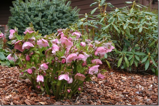 helleborus orientalis