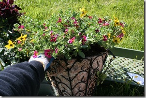 planting-a-hanging-basket_thumb.jpg