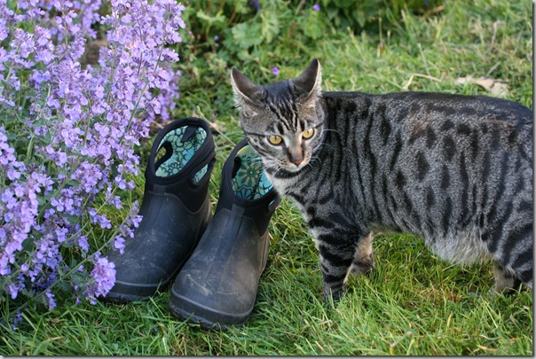 Bogs gardening boots (4)