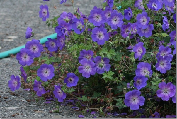 Geranium 'Rozanne' with Acorus