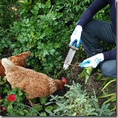 chickens helping