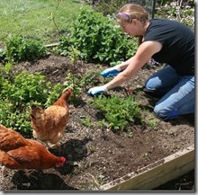 chickens-are-helping