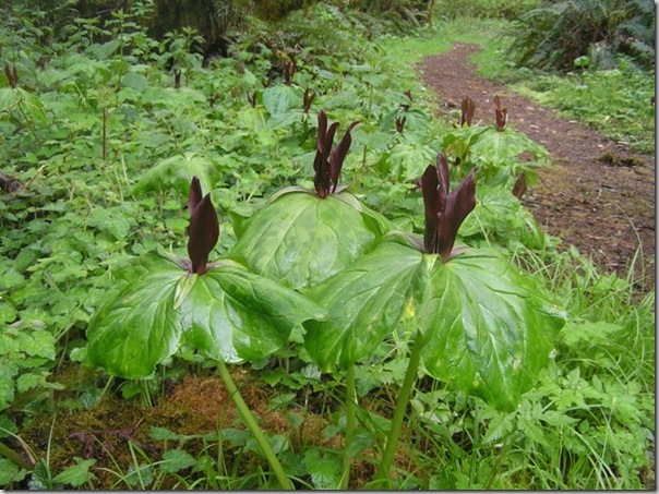 Trillium kurabayashii photo by Janette Heartwood (2)