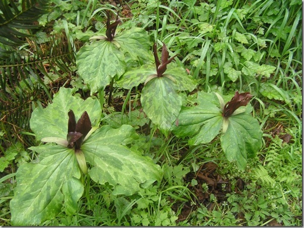 Trillium kurabayashii photo by Janette Heartwood (3)