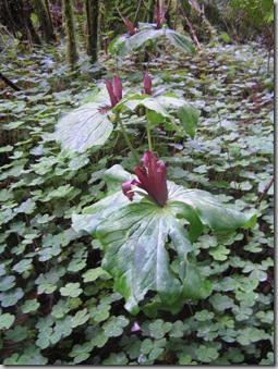 Trillium-kurabayashii-photo-by-Janette-Heartwood.jpg