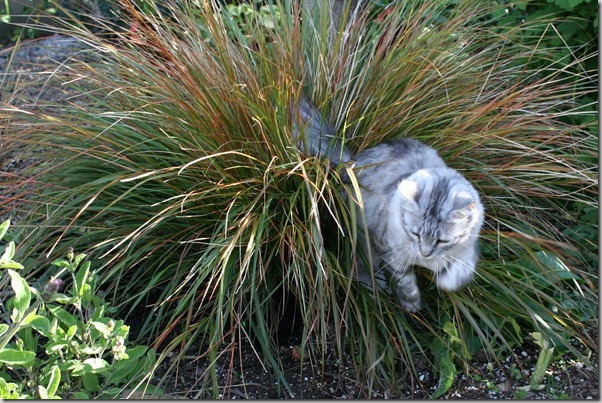 cats love ornamental grasses (1)