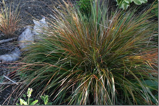 cats love ornamental grasses (2)