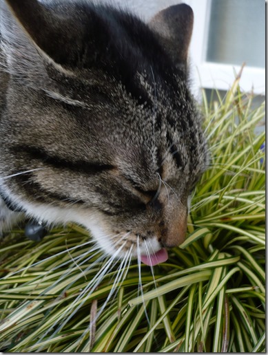 kitty chomping carex by dichohecho