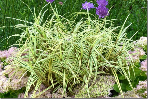 Carex 'Spark Plug' - Photo