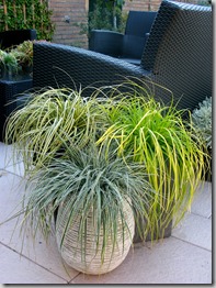 New-grasses-photo-courtesy-Hoffman-Nursery.jpg