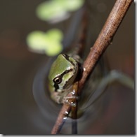 frogs-invite-contemplation_thumb.jpg