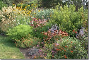 one-of-this photo courtesy American Beauties Native Plants