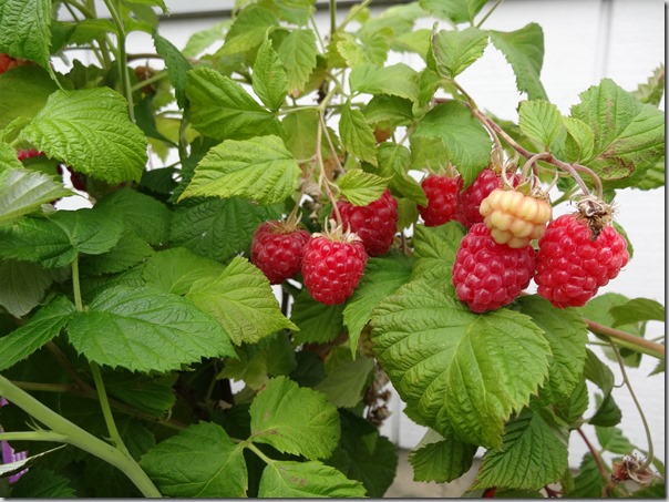 dwarf raspberry shortcake (2)