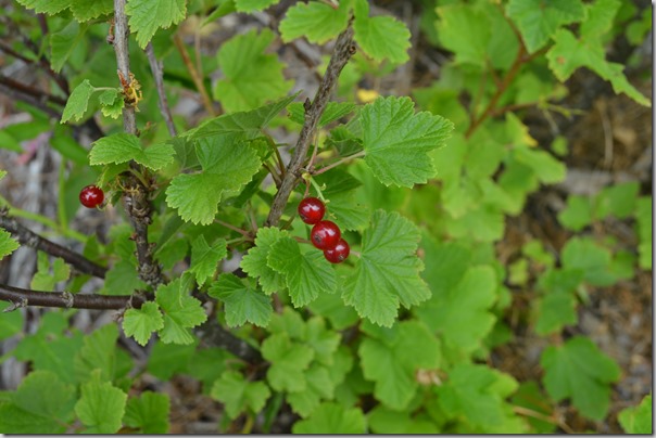 red currants in commercial setting