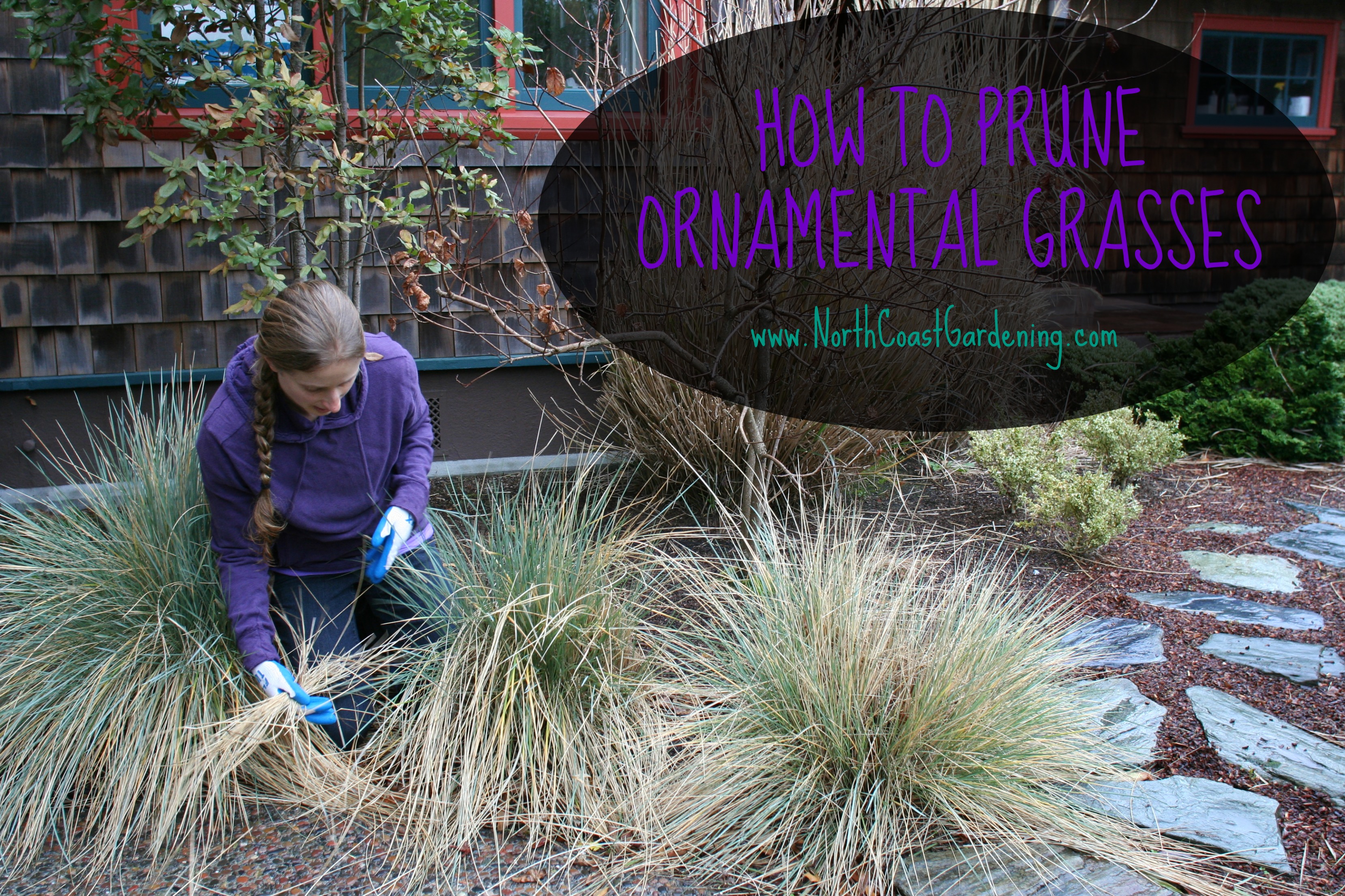 How to prune ornamental grasses