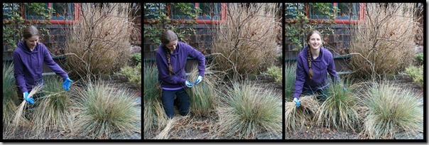 cleaning blue oat grass