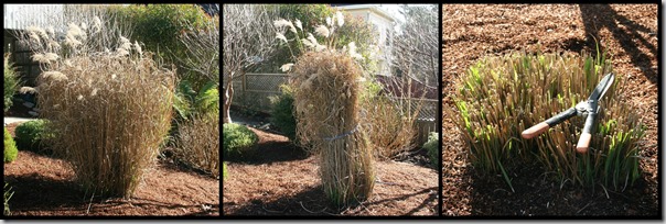 miscanthus pruning how-to