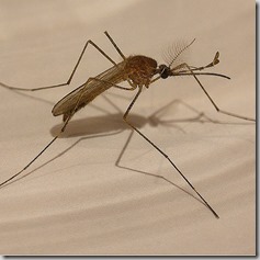 Don’t Bug Me! How to Get Rid of Mosquitoes in the Garden