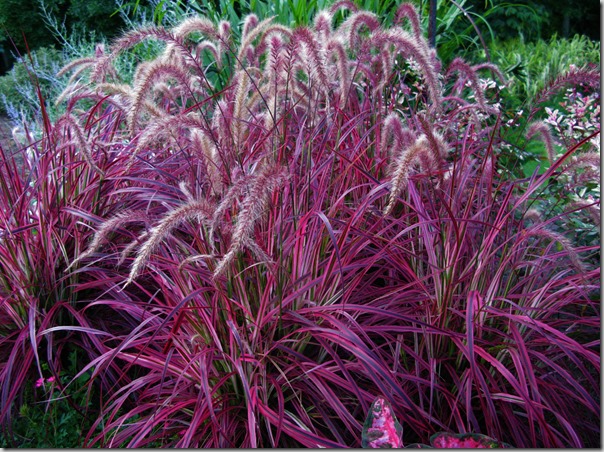 grass varieties purple