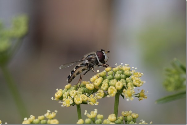 Tired of Spraying? You Might Just Need a Dose of CTFD