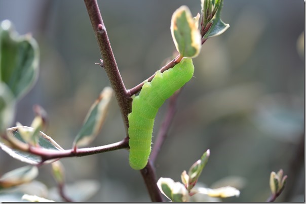 Cute caterpillar - he ate a few leaves - so what?