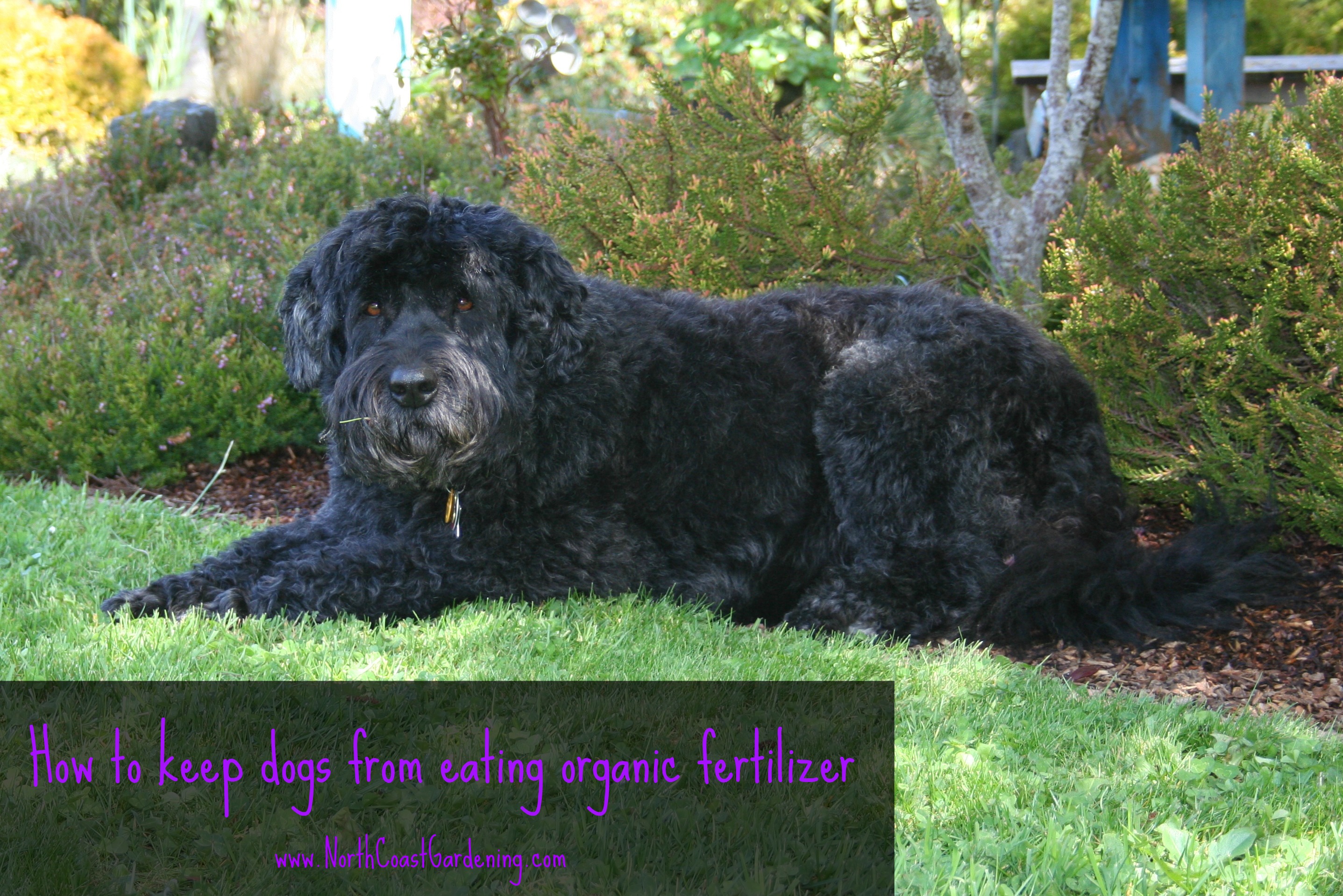Keeping Dogs From Eating Organic Fertilizer