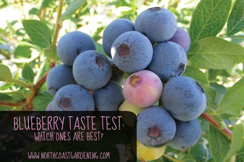 BLUEBERRY TASTE TEST!