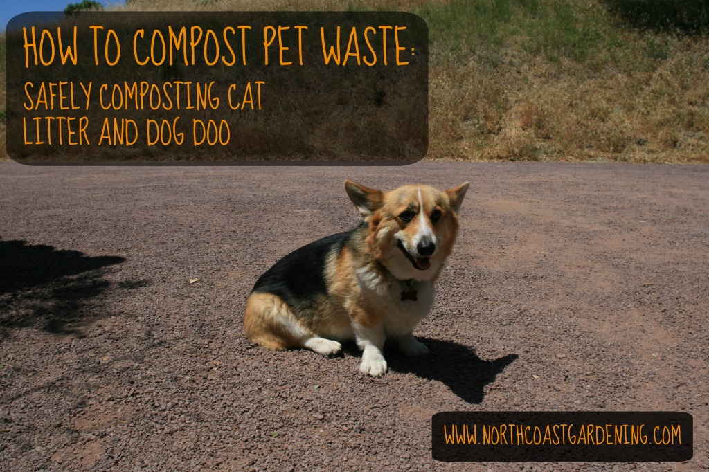 How to compost dog and cat waste safely and effectively