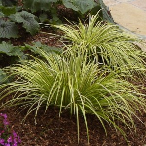 Acorus gramineus 'Ogon' - Golden Variegated Sweet Flag Grass