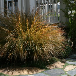 Anemanthele lessoniana - New Zealand Wind Grass