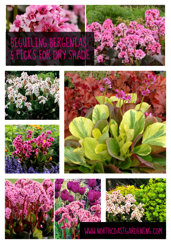 Bergenia - a fabulous deer-resistant, rabbit-resistant perennial for dry shade. Check out these five varieties via www.NorthCoastGardening.com.