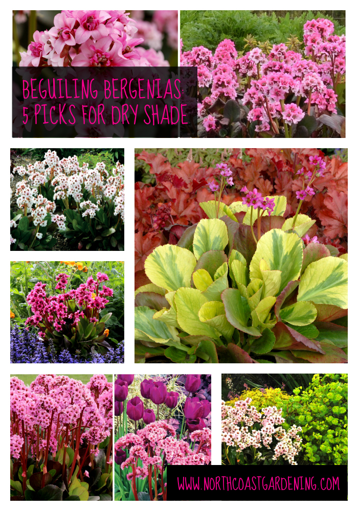 Beguiling Bergenias: 5 Varieties for Dry Shade