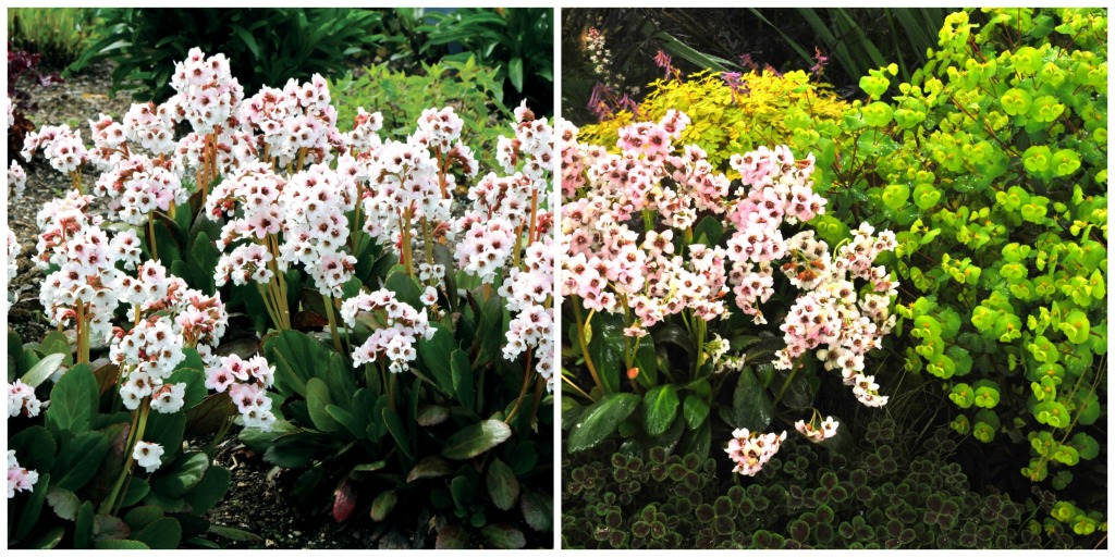 Bergenia Dragonfly 'Angel Kiss