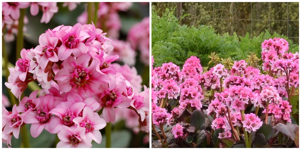 Bergenia Dragonfly 'Sakura' - learn more at www.northcoastgardening.com.