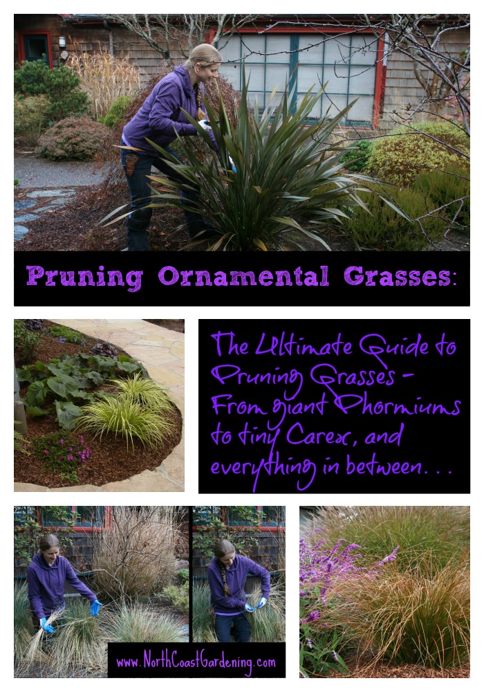Pruning Ornamental Grasses: The Ultimate Guide to Pruning Every Type of Grass (www.NorthCoastGardening.com)