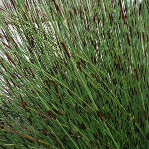 chondropetalum tectorum 