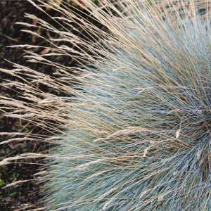 festuca glauca